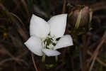 Wiregrass gentian